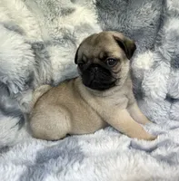AKC Marvin, a male Pug for sale in Jasper, MO – 4 of 9