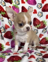 AKC Kensley, a female Chihuahua for sale in Jasper, MO – Photo 2 of 7