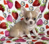 AKC Kensley, a female Chihuahua for sale in Jasper, MO – Photo 4 of 7