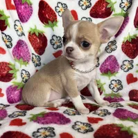 AKC Kensley, a female Chihuahua for sale in Jasper, MO – Photo 5 of 7