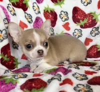 AKC Kensley, a female Chihuahua for sale in Jasper, MO – Photo 3 of 7