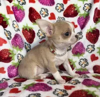 AKC Kensley, a female Chihuahua for sale in Jasper, MO – Photo 6 of 7