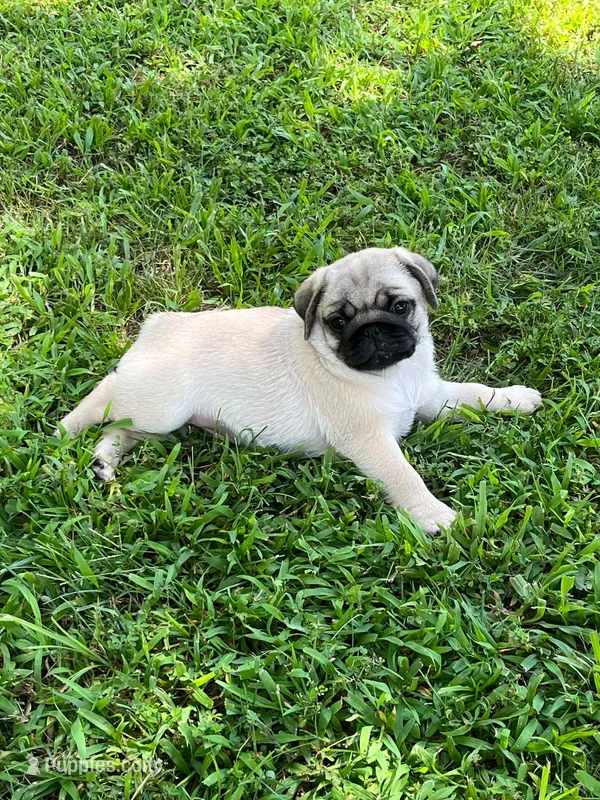 AKC Midas many champions in pedigree – Pug puppy for sale in Jasper, MO