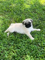 AKC Midas, a male Pug for sale in Jasper, MO – 4 of 10