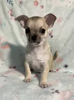 AKC Sailor, a male Chihuahua for sale in Jasper, MO – 7 of 9