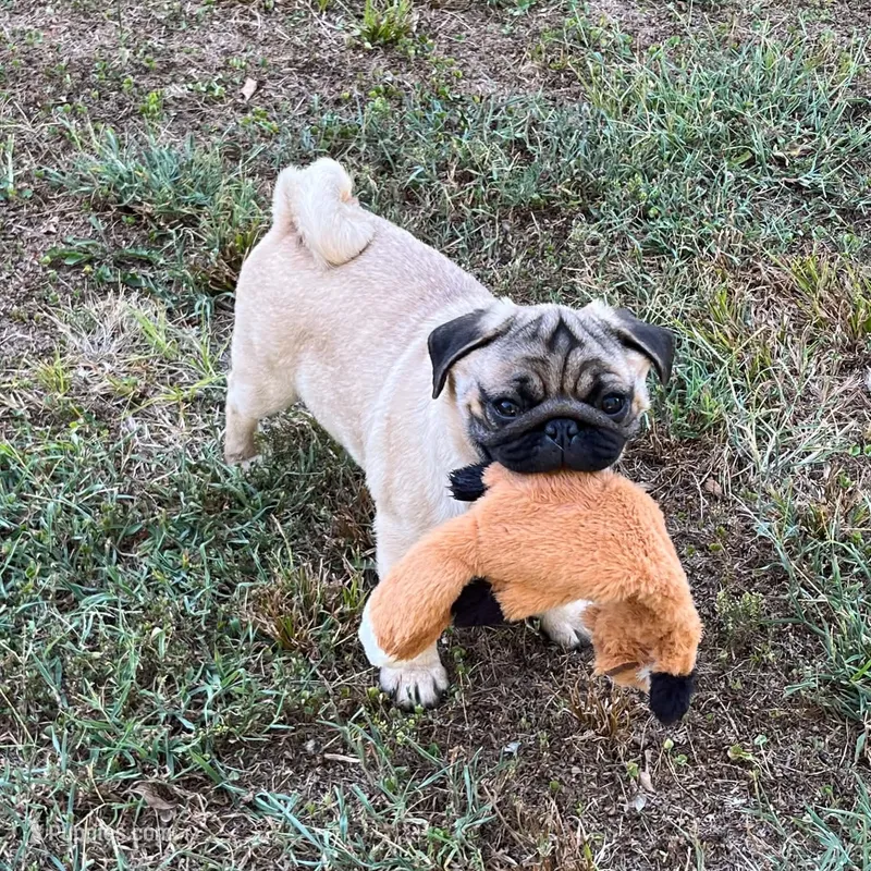 AKC Murphy – Pug puppy for sale in Jasper, MO