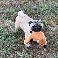 AKC Champion lines Murphy, a male Pug for sale in Jasper, MO – 2 of 8