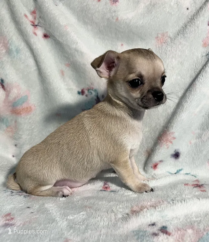 AKC Sailor – Chihuahua puppy for sale in Jasper, MO