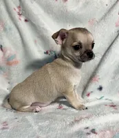 AKC Sailor, a male Chihuahua for sale in Jasper, MO – 3 of 9