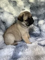 AKC Marvin, a male Pug for sale in Jasper, MO – 2 of 9
