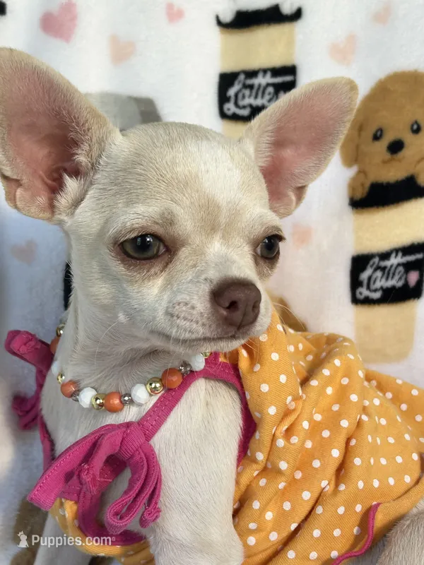 AKC Tzuki – Chihuahua puppy for sale in Jasper, MO