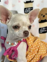 AKC Tzuki, a female Chihuahua for sale in Jasper, MO – 1 of 9