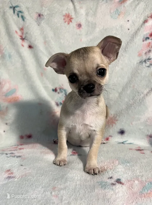 AKC Sailor – Chihuahua puppy for sale in Jasper, MO
