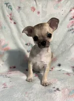 AKC Sailor, a male Chihuahua for sale in Jasper, MO – 2 of 9