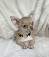 AKC Peyton, a female Chihuahua for sale in Jasper, MO – 7 of 8