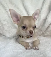 AKC Peyton, a female Chihuahua for sale in Jasper, MO – 4 of 8