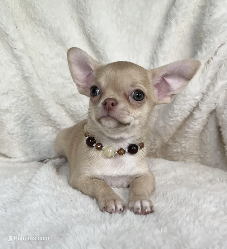 AKC Peyton, a female Chihuahua for sale in Jasper, MO – 1 of 8