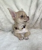 AKC Peyton, a female Chihuahua for sale in Jasper, MO – 6 of 8