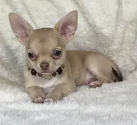 AKC Peyton, a female Chihuahua for sale in Jasper, MO – 5 of 8