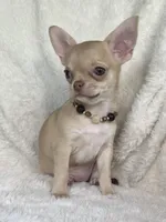 AKC Peyton, a female Chihuahua for sale in Jasper, MO – 2 of 8