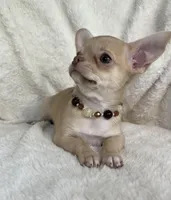 AKC Peyton, a female Chihuahua for sale in Jasper, MO – 3 of 8