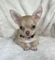 AKC Peyton, a female Chihuahua for sale in Jasper, MO – 8 of 8