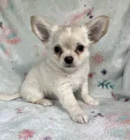 AKC Silas, a male Chihuahua for sale in Jasper, MO – 6 of 6