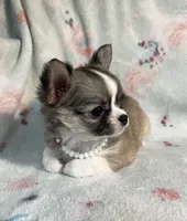 AKC Shayla, a female Chihuahua for sale in Jasper, MO – 3 of 10