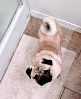 AKC Marvin, a male Pug for sale in Jasper, MO – 6 of 9