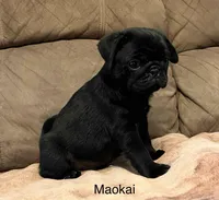 AKC Maokai-champ lines, a male Pug for sale in Jasper, MO – Photo 8 of 8