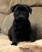 AKC Maokai-champ lines, a male Pug for sale in Jasper, MO – Photo 7 of 8