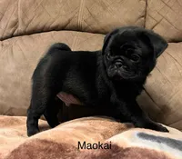 AKC Maokai-champ lines, a male Pug for sale in Jasper, MO – Photo 4 of 8