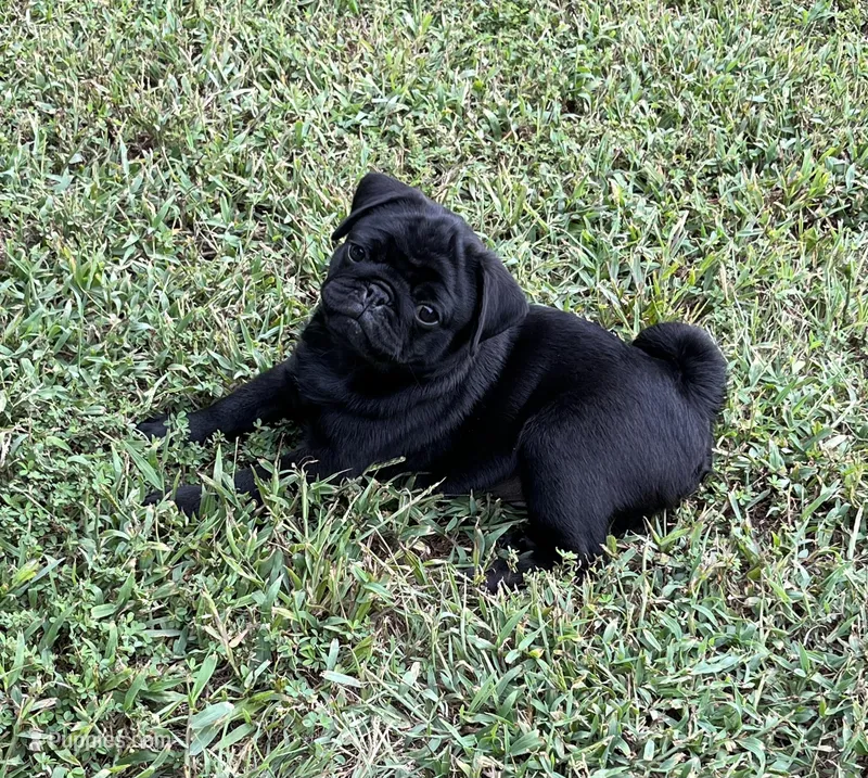 AKC Maokai-champ lines