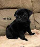 AKC Maokai-champ lines, a male Pug for sale in Jasper, MO – Photo 6 of 8