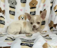 AKC Tally, a female Chihuahua for sale in Jasper, MO – 2 of 8
