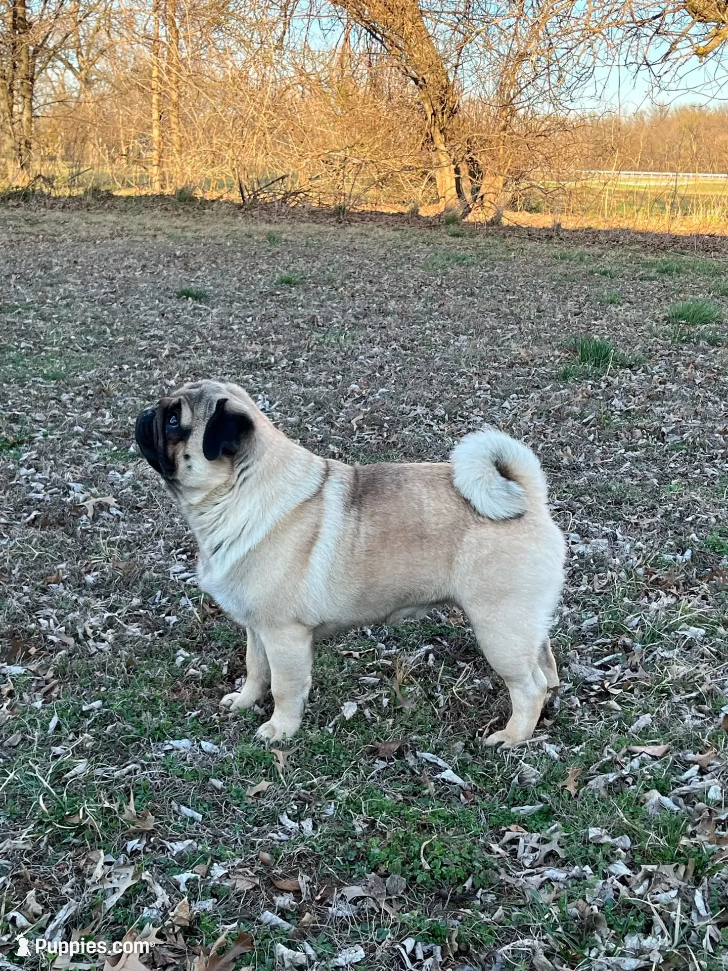 AKC Murphy, a male Pug for sale in Jasper, MO – 6 of 8