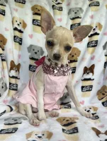 ALC Tess, a female Chihuahua for sale in Jasper, MO – 5 of 8