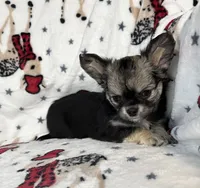 AKC Illiana, a female Chihuahua for sale in Jasper, MO – Photo 2 of 4