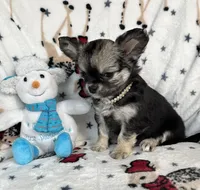 AKC Illiana, a female Chihuahua for sale in Jasper, MO – Photo 4 of 4