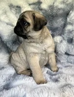 AKC Murphy, a male Pug for sale in Jasper, MO – 3 of 8