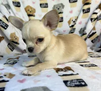 AKC Yoki, a male Chihuahua for sale in Jasper, MO – 3 of 6