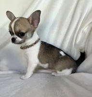 AKC Quintina, a female Chihuahua for sale in Jasper, MO – 2 of 7