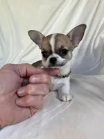 AKC Quintina, a female Chihuahua for sale in Jasper, MO – 4 of 7