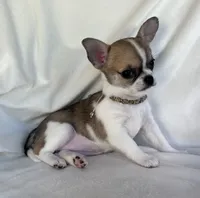 AKC Quintina, a female Chihuahua for sale in Jasper, MO – 3 of 7