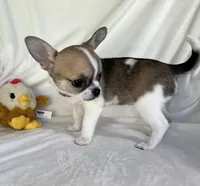 AKC Quintina, a female Chihuahua for sale in Jasper, MO – 5 of 7