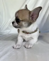 AKC Quintina, a female Chihuahua for sale in Jasper, MO – 7 of 7