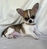 AKC Quintina, a female Chihuahua for sale in Jasper, MO – 1 of 7
