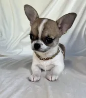 AKC Quintina, a female Chihuahua for sale in Jasper, MO – 6 of 7