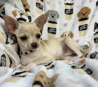 ALC Tess, a female Chihuahua for sale in Jasper, MO – 3 of 8