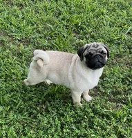 AKC Yoshi champ lines, a male Pug for sale in Jasper, MO – Photo 5 of 9